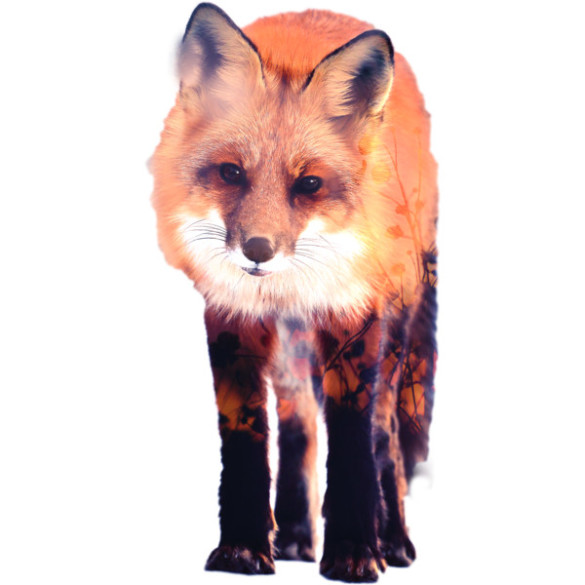 Fox T-shirt Design by Carli design